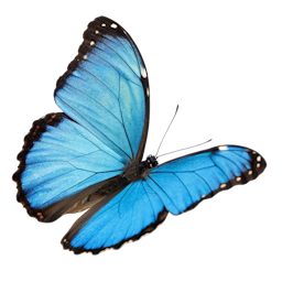 blue morpho