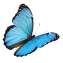 Papillon morpho bleu